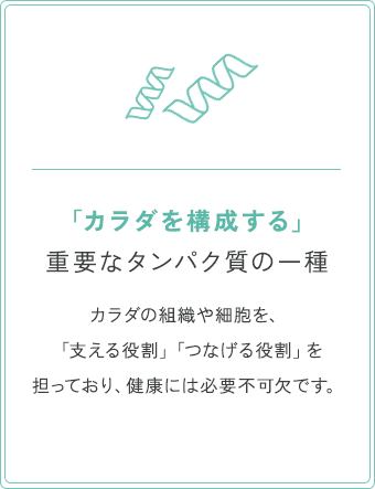 「カラダを構成する」重要なタンパク質の一種