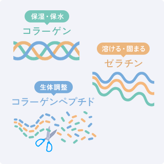 [保湿・保水]コラーゲン [溶ける・固まる]ゼラチン [生体調整]コラーゲンペプチド