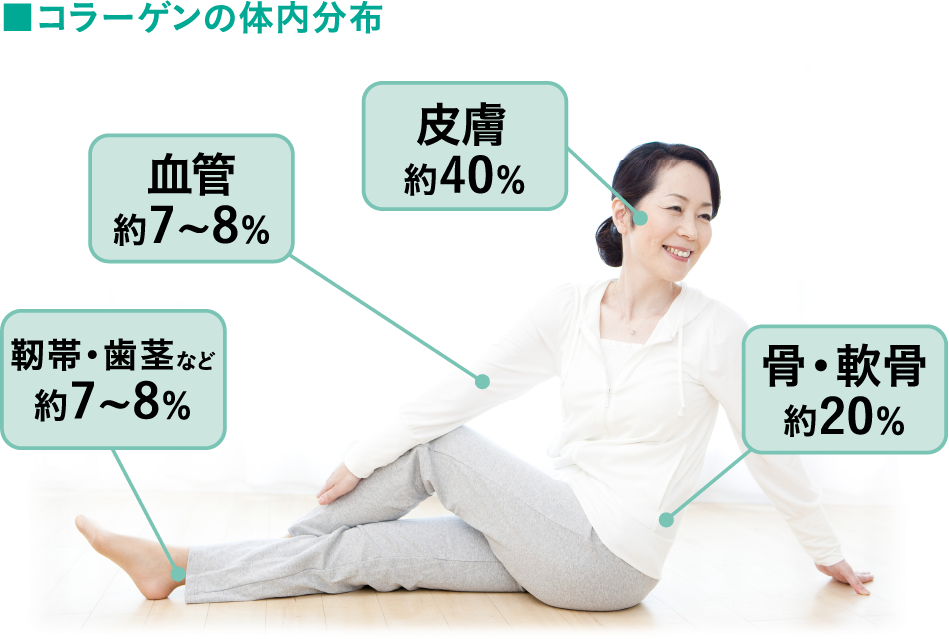 コラーゲンの体内分布